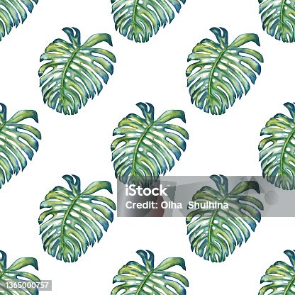 istock Watercolor hand drawn monstera leaves seamless pattern. Tropical foliage background. Jungle print for fabric and wrapping paper. Exotic wallpaper 1365000757
