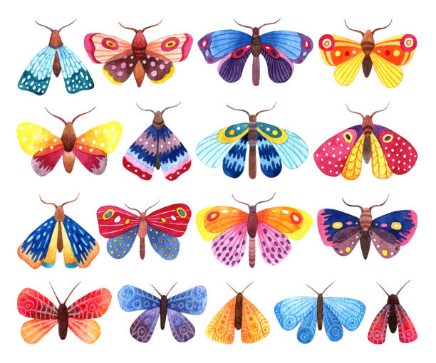 Watercolor hand drawn set of colorful butterflies and moths on white background Watercolor hand drawn set of beautiful colorful cartoon butterflies and moths on white background pink monarch butterfly stock illustrations
