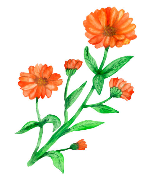 Calendula Officinalis Pictures Illustrations, Royalty-Free Vector ...