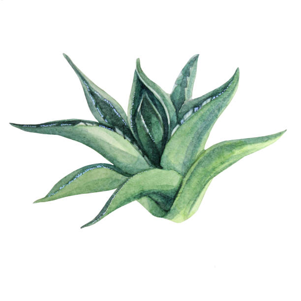 акварель ручной нарисованный зеленый сочные алоэ вера haworthia домашнее растение изолированы на белом фоне. художественный творческий природ - aloe vera stock illustrations