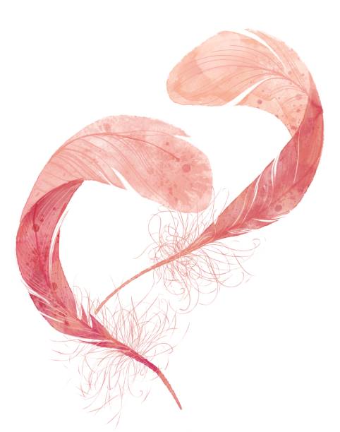 Watercolor heart shape two pink romantic feathers vector art illustration