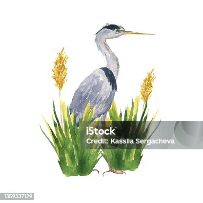 istock Watercolor heron bird in crane reed grass isolated on white background. Hand drawing illustration of Grey heron. One Japonese bird. Perfect for cards, print, sticker, greeting card. 1359337129