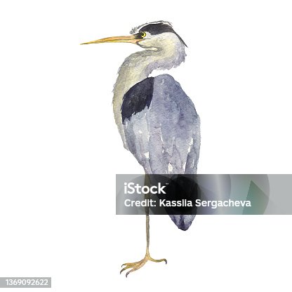 istock Watercolor heron bird isolated on white background. Hand drawing illustration of Grey heron. One Japonese bird. Perfect for cards, print, sticker, greeting card. 1369092622