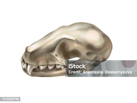 istock Watercolor illustration of a predator's skull. realistic animal skull 1412530796