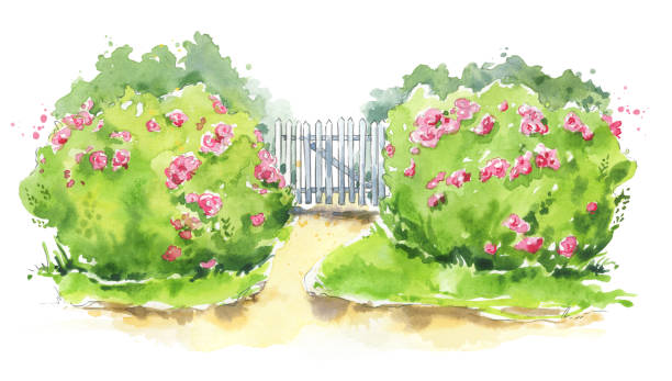 illustrations, cliparts, dessins animés et icônes de illustration d’aquarelle d’une porte de jardin en bois avec des rosiers - haie jardin