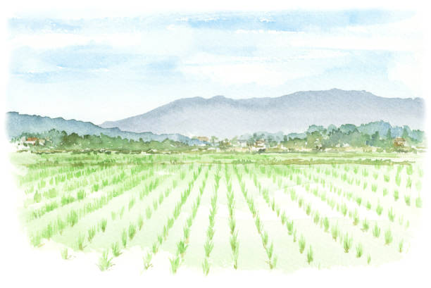 Watercolor illustration of rice field. Watercolor illustration of rice field. satoyama scenery stock illustrations
