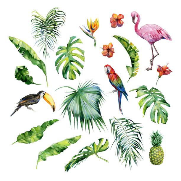 Watercolor illustration of tropical leaves,flamingo bird and pineapple. Toucan and scarlet macaw parrot.Strelitzia reginae flower. Hand painted. Banner with tropic summertime motif. Palm leaves. bird of paradise plant stock illustrations