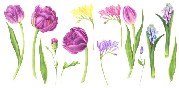 bildbanksillustrationer, clip art samt tecknat material och ikoner med akvarell illustration uppsättning av vår blommor: lila tulpaner, clematis, hyacint, freesia och nejlika. - red hyacinth