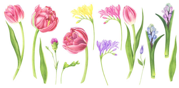 bildbanksillustrationer, clip art samt tecknat material och ikoner med akvarell illustration uppsättning av vår blommor: lila tulpaner, clematis, hyacint, freesia och nejlika. - red hyacinth