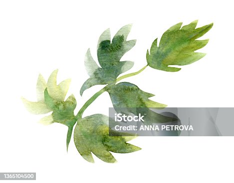 istock Watercolor leaves parsley isolated 1365104500