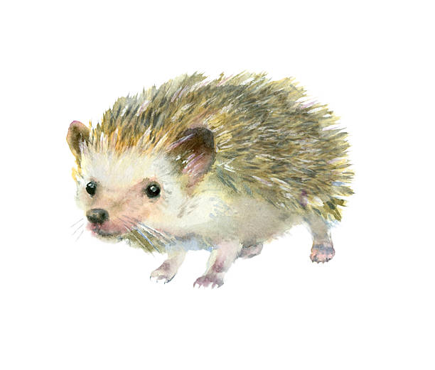 Watercolor little hedgehog. Watercolor painting. Cute hedgehog on white background. hedgehog stock illustrations