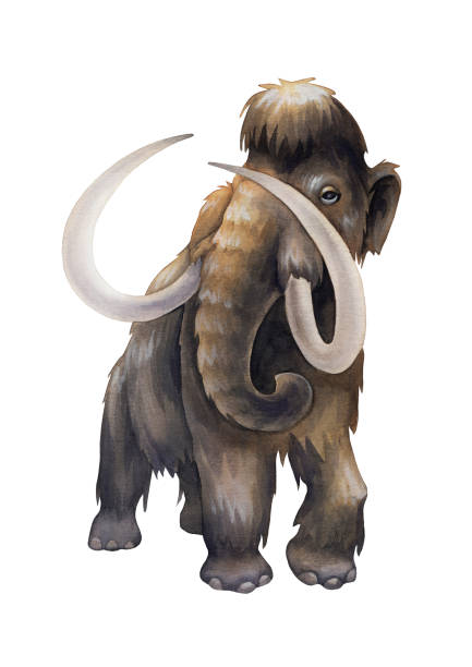 Watercolor mammoth in it's fron view isolated on white background Watercolor mammoth in it's fron view isolated on white background. Hand painted prehistoric illustration of the Ice Age mastodon animal stock illustrations
