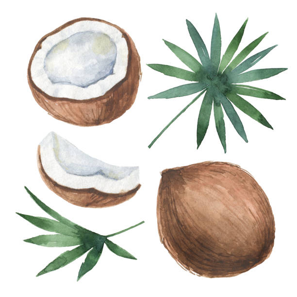 ilustrações, clipart, desenhos animados e ícones de aquarela conjunto orgânico de coco e palmeiras isolado no fundo branco. - coconut
