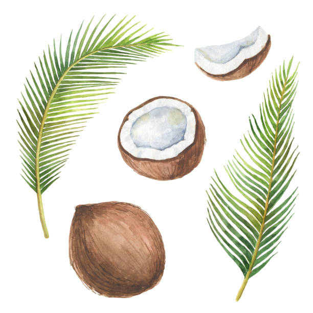 ilustrações, clipart, desenhos animados e ícones de aquarela conjunto orgânico de coco e palmeiras isolado no fundo branco. - coconut