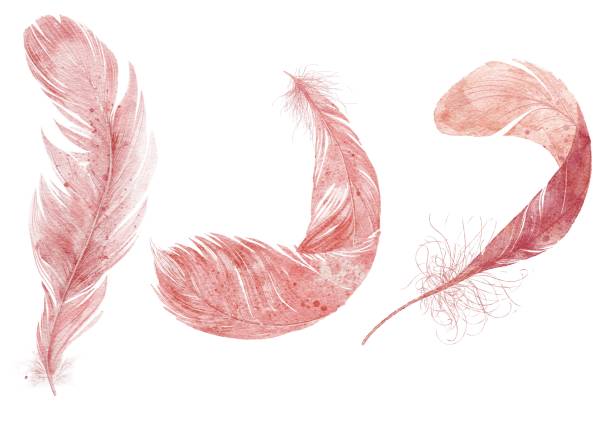 Watercolor painted feathers vector art illustration