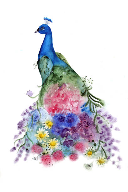 Download Peacock Watercolor Illustrations, Royalty-Free Vector Graphics & Clip Art - iStock