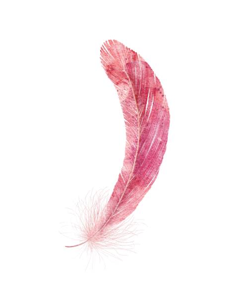 Watercolor pink romantic feather vector art illustration