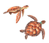 istock Watercolor sea turtles on a white background. Underwater illustration, sea life. 1392919476