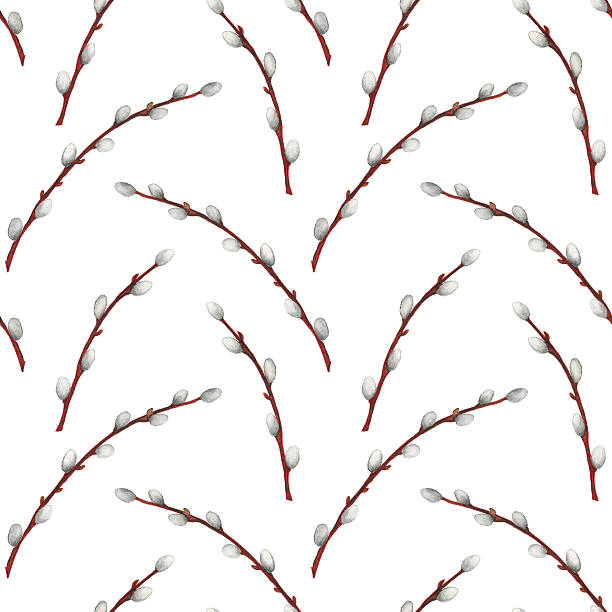 Pussy Willow Clip Art 30