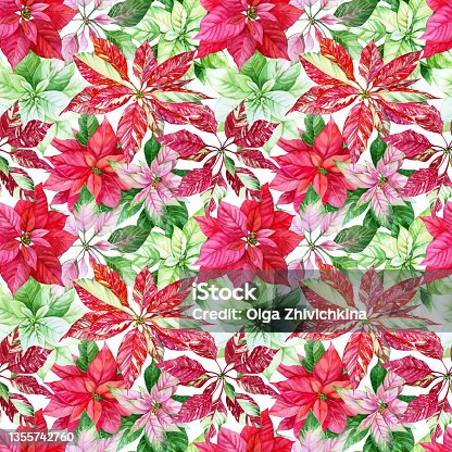 istock Watercolor seamless pattern with colorful poinsettias. Christmas Background. A endless winter holiday floral illustration. Best for wrapping paper, textiles, Christmas decor. 1355742760