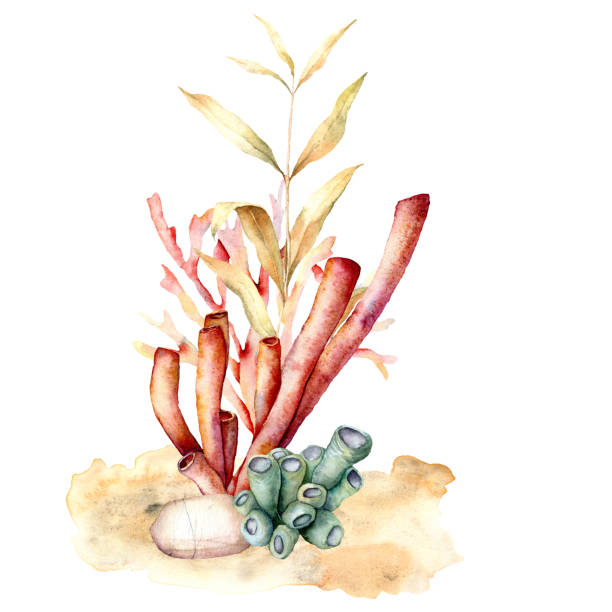 laminaria dalları ile suluboya yosun kartı. el yosun yaprakları ve beyaz arka planda izole mercan resif bitkiler ile sualtı çiçek illüstrasyon boyalı. tasarım, kumaş veya baskı için. - great barrier reef stock illustrations