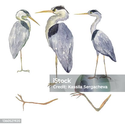 istock Watercolor set heron bird isolated on white background. Hand drawing illustration of Grey heron. Bird and legs. Perfect for cards, print, sticker, greeting card. 1360521920