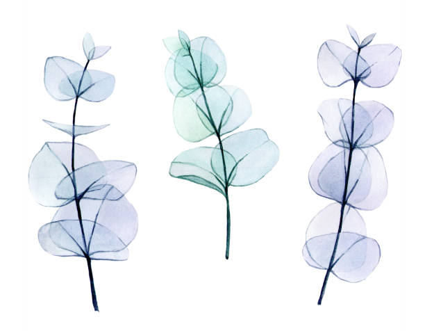 watercolor set of transparent colored eucalyptus leaves. delicate drawing in pastel colors, eucalyptus branches x-ray. vintage design element for wedding, cosmetics, perfumery. watercolor set of transparent colored eucalyptus leaves. delicate drawing in pastel colors, eucalyptus branches x-ray. vintage design element for wedding, cosmetics, perfumery. plant xray stock illustrations