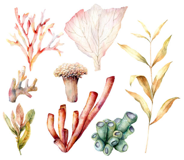 산호 암초 식물과 조류 수채화 세트입니다. 손 흰색 배경에 고립 된 수 중 요소를 그린. 디자인, 인쇄 또는 배경을 위한 수생 그림. 아름 다운 야생 동물. - great barrier reef stock illustrations