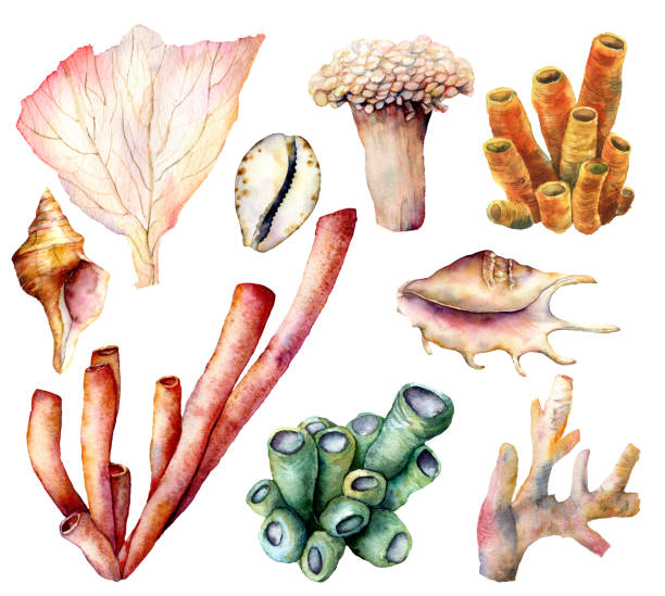 산호 암초 식물과 포탄 수채화 세트. 손 흰색 배경에 고립 된 수 중 요소를 그린. 디자인, 인쇄 또는 배경을 위한 수생 그림. 아름 다운 야생 동물. - great barrier reef stock illustrations