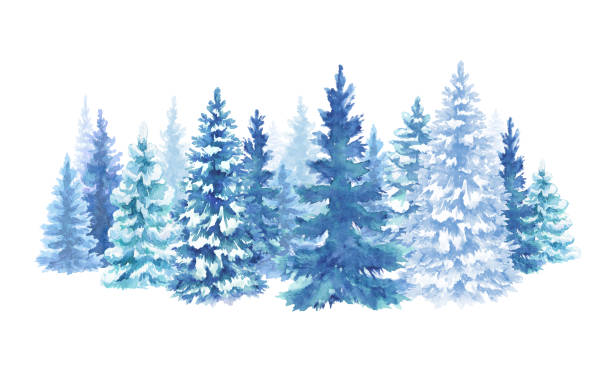 watercolor snowy forest illustration, Christmas fir trees, winter nature, conifer, holiday background, rural landscape, outdoor scene, isolated on white background watercolor snowy forest illustration, Christmas fir trees, winter nature, conifer, holiday background, rural landscape, outdoor scene, isolated on white background landscape scenery clipart stock illustrations
