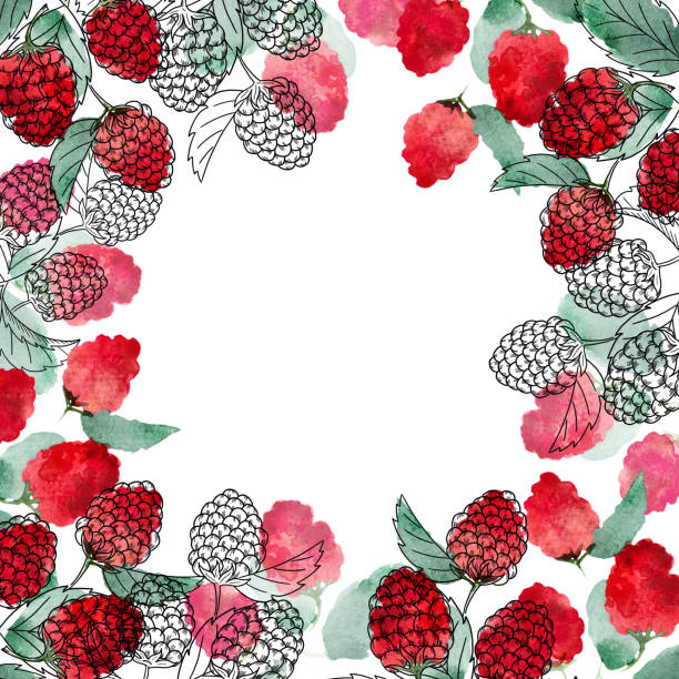 Watercolor square frame with bright berries and raspberry sprigs on a white background. Watercolor square frame with bright berries and raspberry sprigs on a white background. Botanical illustration for postcards, clothing, packaging, decoration. breakfast borders stock illustrations