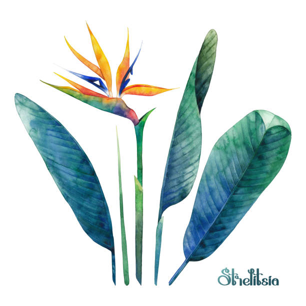 Watercolor strelitzia collection Watercolor strelitzia coletcion. Hand painted exotic leaves and flowers isolated on white background bird of paradise plant stock illustrations