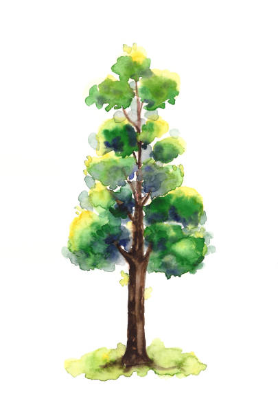 Watercolor tree illustration, Ponderose pine Hand drawn original painting ponderosa pine tree stock illustrations