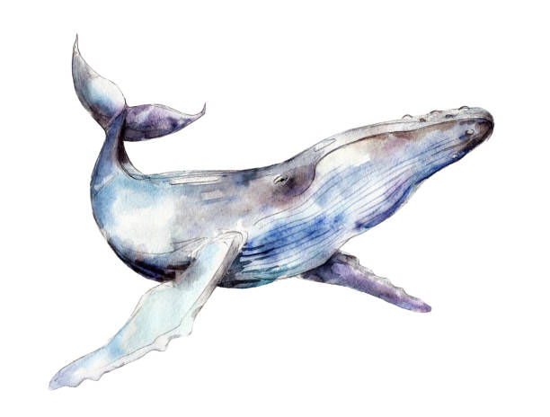 2 005 Humpback Whale Illustrations Clip Art Istock