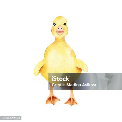 istock Watercolor yellow little duckling isolated on white background. Fauna duck farm animal illustration 1388229594