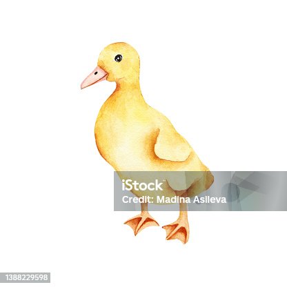 istock Watercolor yellow little duckling isolated on white background. Fauna duck farm animal illustration 1388229598