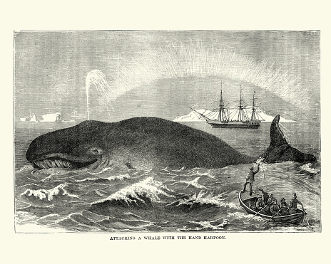 whalers-attacking-a-whale-with-a-harpoon