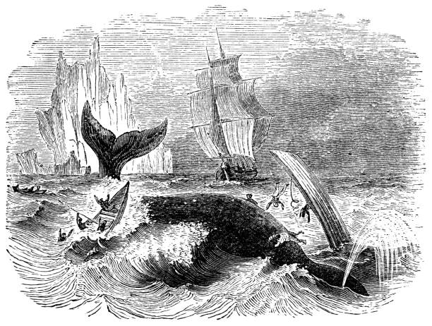 Whalers Hunting a North Atlantic Right Whale - 19th Century Whalers hunting a North Atlantic Right whale. Vintage etching circa late 19th century. capsizing stock illustrations