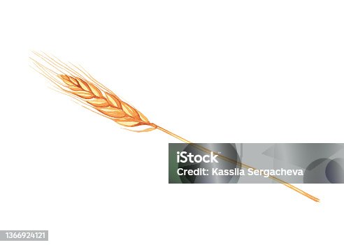 istock Wheat ear isolated on white background. Watercolor hand drawing illustration. Golden spike for design. 1366924121