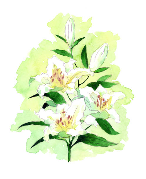 White vintage hand drawn watercolor lily Christian symbol of purity vector art illustration