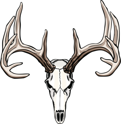 Whitetail deer skull and antlers