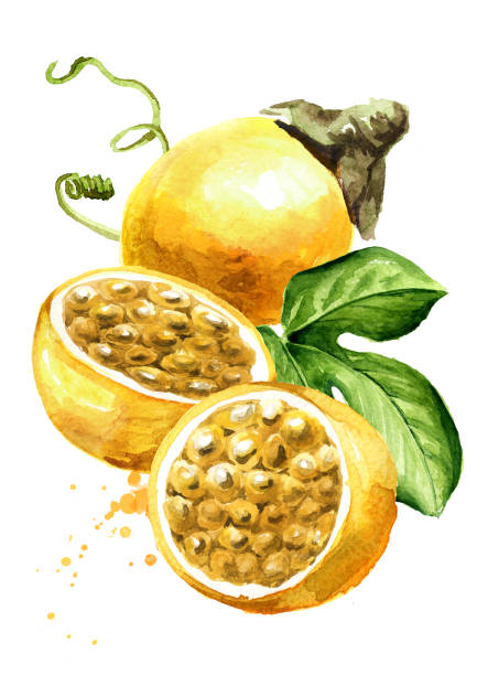 ilustrações de stock, clip art, desenhos animados e ícones de whole and half yellow passion fruits maracuja with green leaf. watercolor hand drawn illustration isolated on white background - granadilla