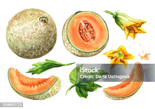 istock Whole, half and sliced cantaloupe melon with leaves and  flowers set. Watercolor hand drawn illustration, isolated on white background 1208802733