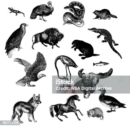 istock Wild Animals of North America 182778108