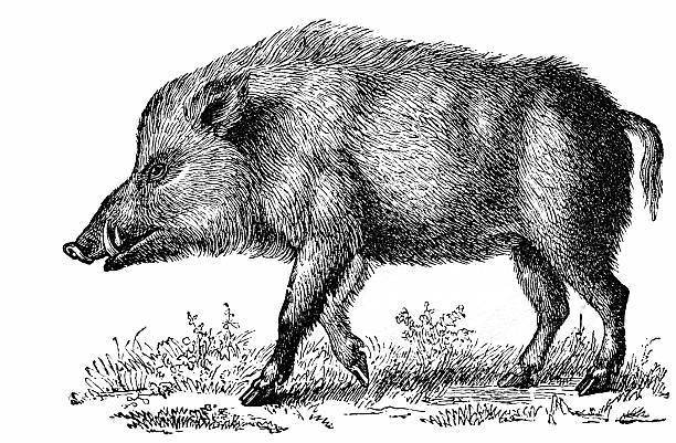Wild Boar (Sus Scrofa) Wild Boar (Sus Scrofa) animals in the wild stock illustrations