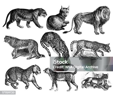 istock Wild Cats - Tiger, Lion, Lynx, Cheetah, Jaguar, Leopard 171159720