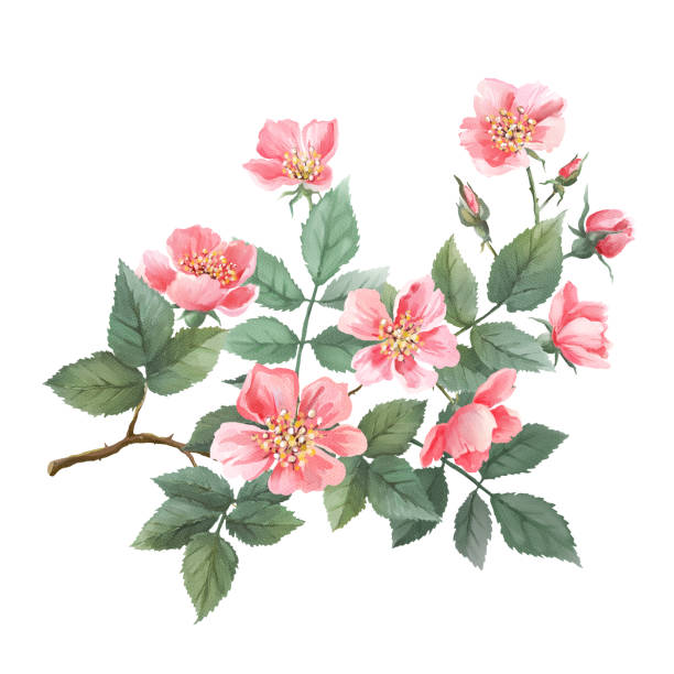 Wild roses watercolor. Branch with flowers, leaves Wild roses watercolor. Branch with flowers, leaves. Isolated on white background may flowers stock illustrations