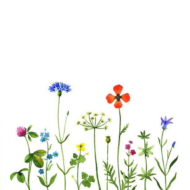 wildblumen - wildblumen stock-grafiken, -clipart, -cartoons und -symbole