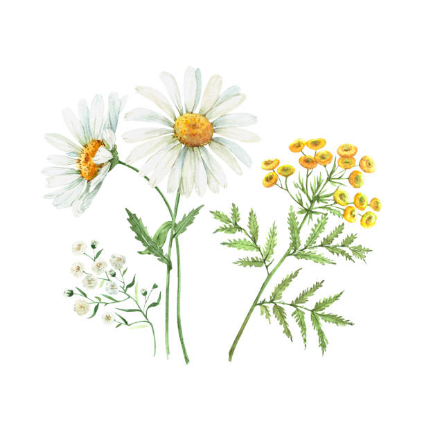 wildblumen-set, aquarell-illustration auf weißem hintergrund - wildblumen stock-grafiken, -clipart, -cartoons und -symbole