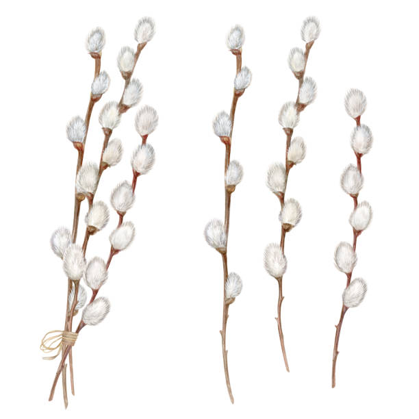 Willow branches, set of watercolor illustrations isolated on white background Willow branches, set of watercolor illustrations isolated on white background easter sunday stock illustrations